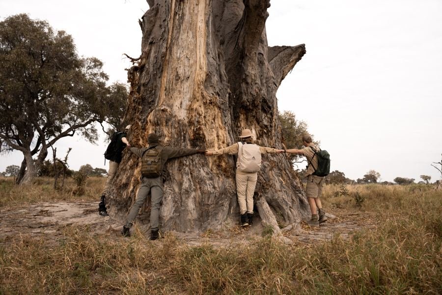 Participants joining hands around an ancient baobab