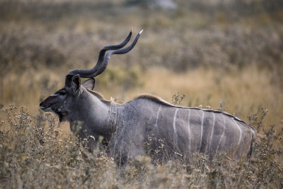 A kudu lying in the grass