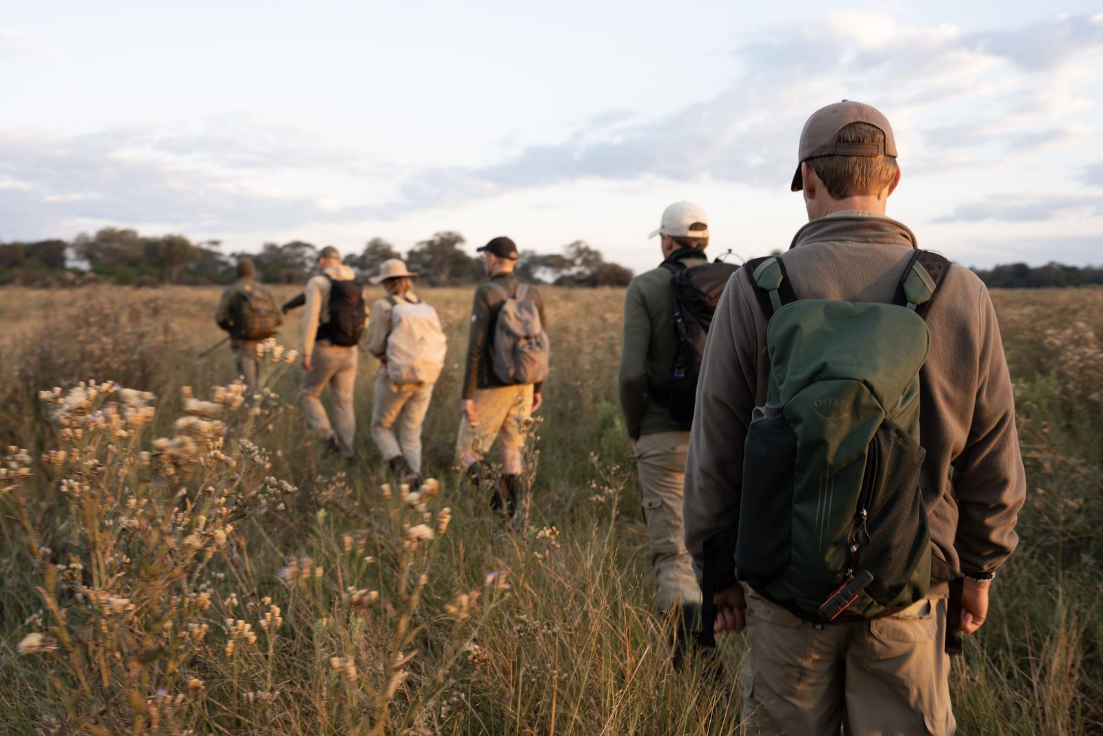 A small group walking single file through golden grass into the Okavango Delta at sunrise