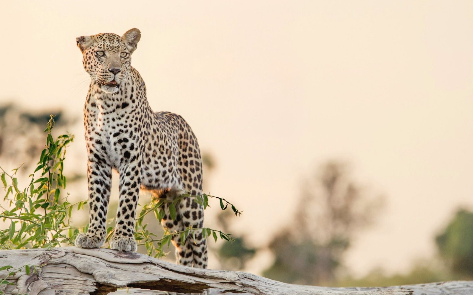 A leopard standing on a fallen log in soft evening light