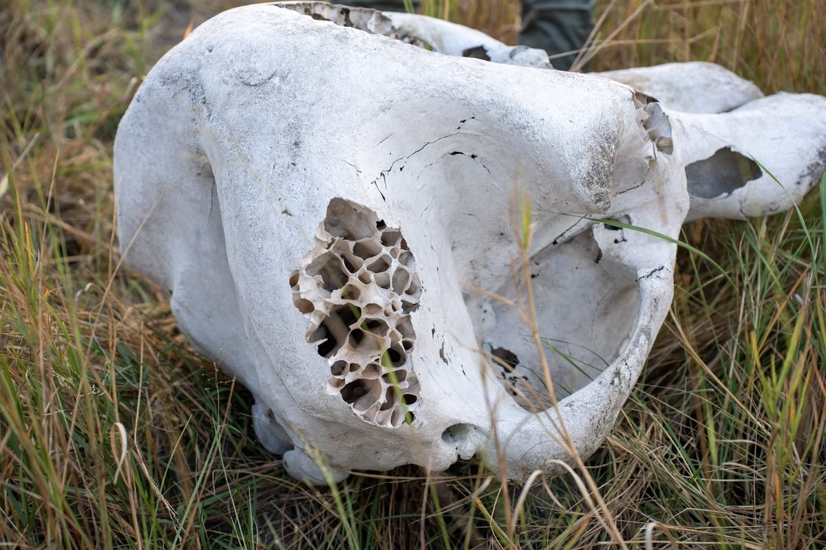 A bleached elephant skull lying in the long grass of the Okavango Delta