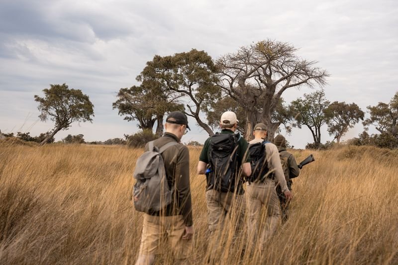 Een kleine groep loopt achter elkaar door hoog goudkleurig gras richting baobabbomen in de Okavango Delta